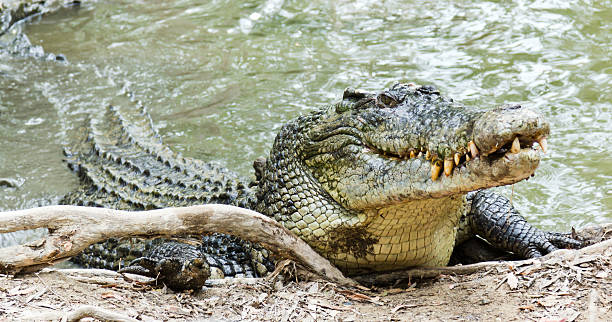 crocodilo-de-água-salgada na austrália - crocodilo - fotografias e filmes do acervo