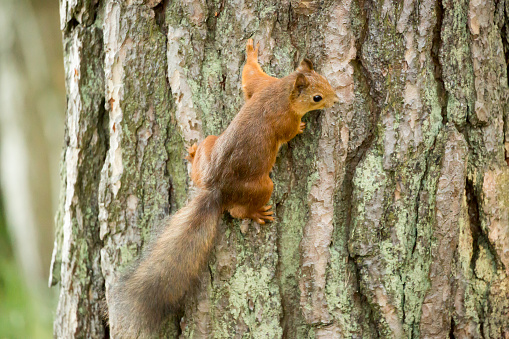 Red Squirrel Sciurus vulgaris climbs on tree 