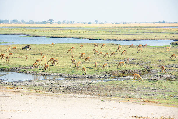 istock Herd of Impala along the River 485774276