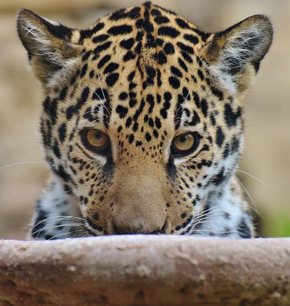 Baby Jaguar Face stock photo