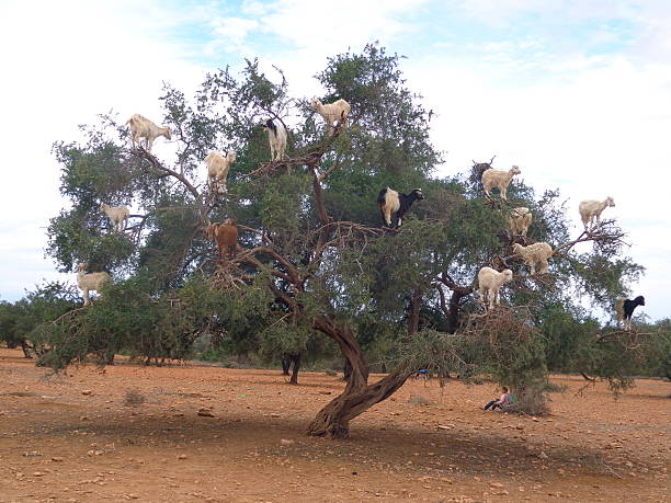 istock Goats in an Argania tree in Morocco 485774628