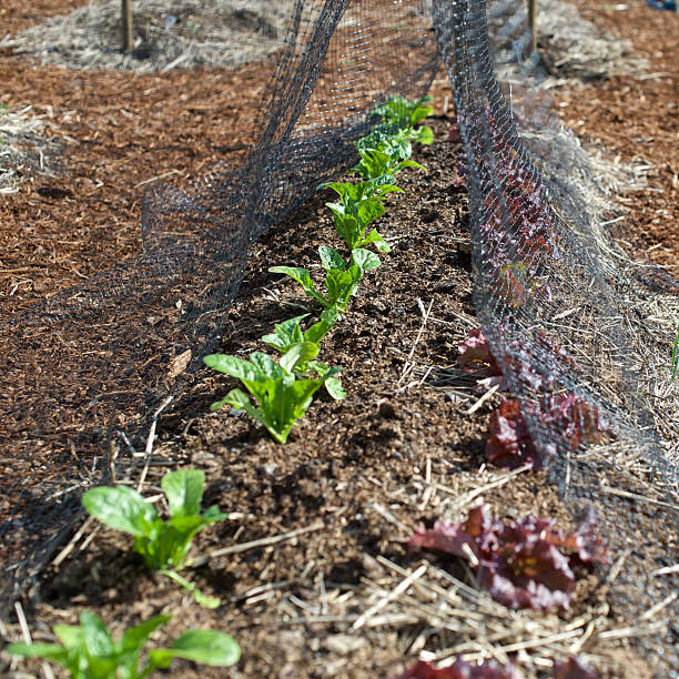 istock Oregon Garden Spring Vegetable Mulch Young Plants 485774637