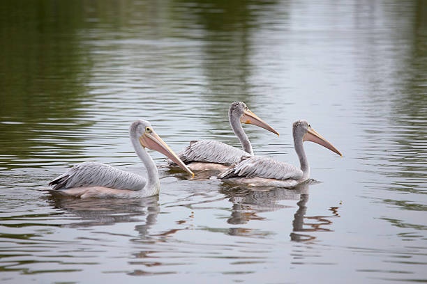 istock African Pink Backed Pelicans 485774668