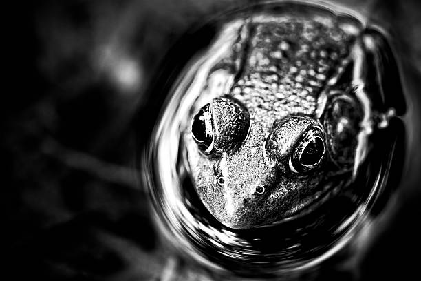 istock pond frog in black and white 485774683