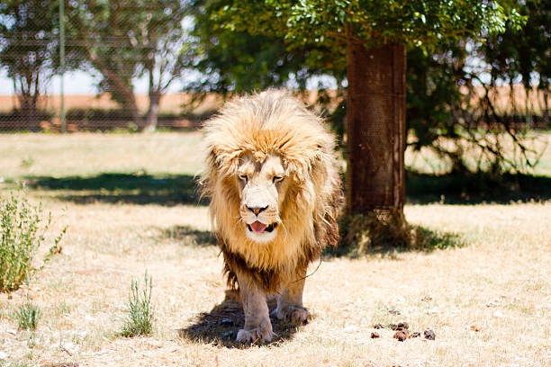 istock Male adult lion 485774753