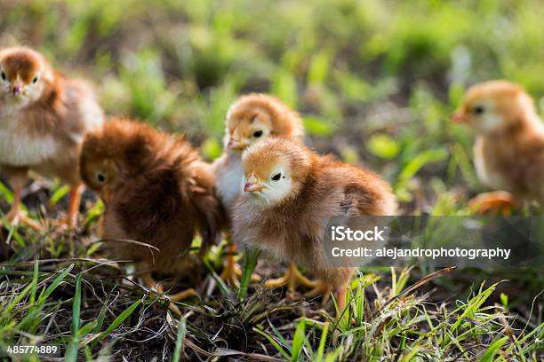 Bebé Pollos De La Isla Rhode Foto de stock y más banco de imágenes de Pollito - Pollito, Aire libre, Animal