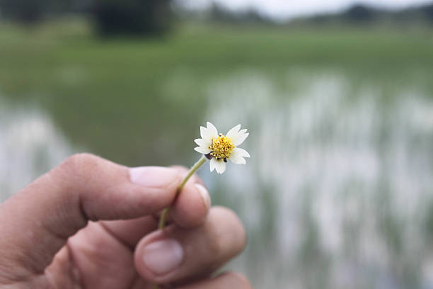 istock Grant Flower in hand river  background 485774916