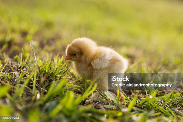 Bantam Pollos Buff Cochin Foto de stock y más banco de imágenes de Aire libre - Aire libre, Amarillo - Color, Animal