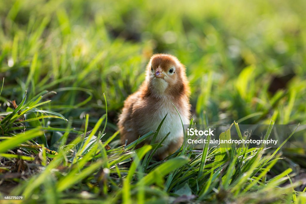 Rhode island red bebê chicks - Foto de stock de Agricultura royalty-free