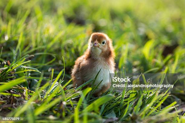 Foto de Rhode Island Red Bebê Chicks e mais fotos de stock de Agricultura - Agricultura, Animal, Animal de Fazenda