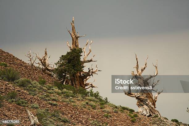 Bristlecone Пайнс — стоковые фотографии и другие картинки Американская культура - Американская культура, Без людей, Вечнозелёное дерево