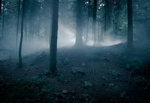 istock Fairytale landscape. Mystery forrest. 485775293