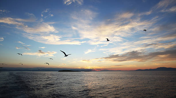 The Aegean sea sunset The Aegean sea sunset birds flying in sky stock pictures, royalty-free photos & images