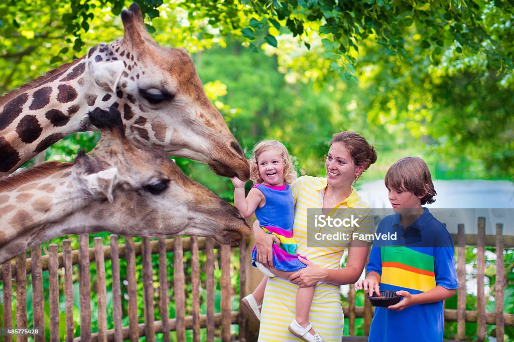 Family feeding giraffe in a zoo Happy family, young mother with two children, cute laughing toddler girl and a teen age boy feeding giraffe during a trip to a city zoo on a hot summer day Zoo Stock Photo