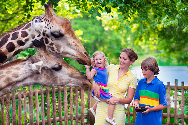 Family feeding giraffe in a zoo Happy family, young mother with two children, cute laughing toddler girl and a teen age boy feeding giraffe during a trip to a city zoo on a hot summer day zoo stock pictures, royalty-free photos & images