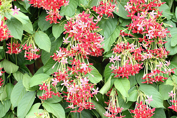 drunen marin ou de rangoon plante fleur. - drunen photos et images de collection