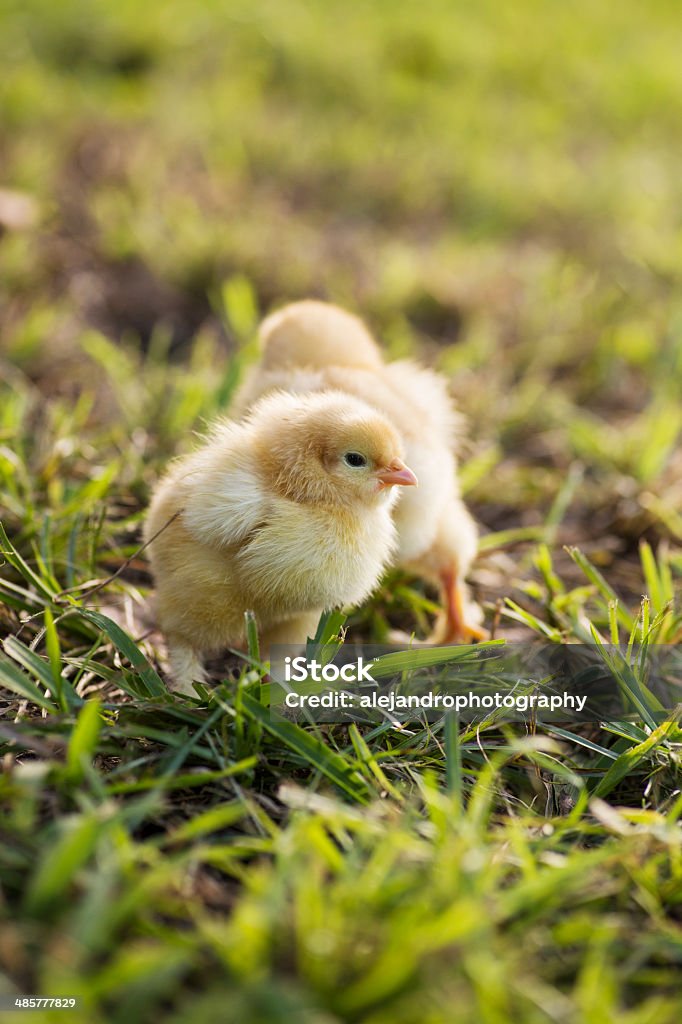 Buff cochin naine chicks - Photo de Agriculture libre de droits