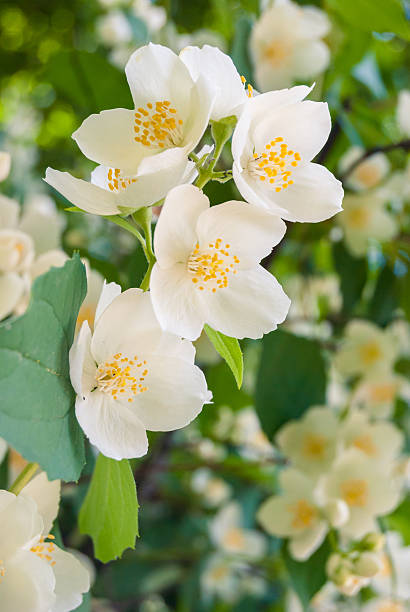 istock Jasmine flower and green leaves 485777921