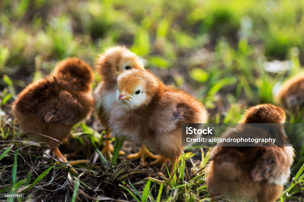 Rhode island red baby piskląt - Zbiór zdjęć royalty-free (Bez ludzi)