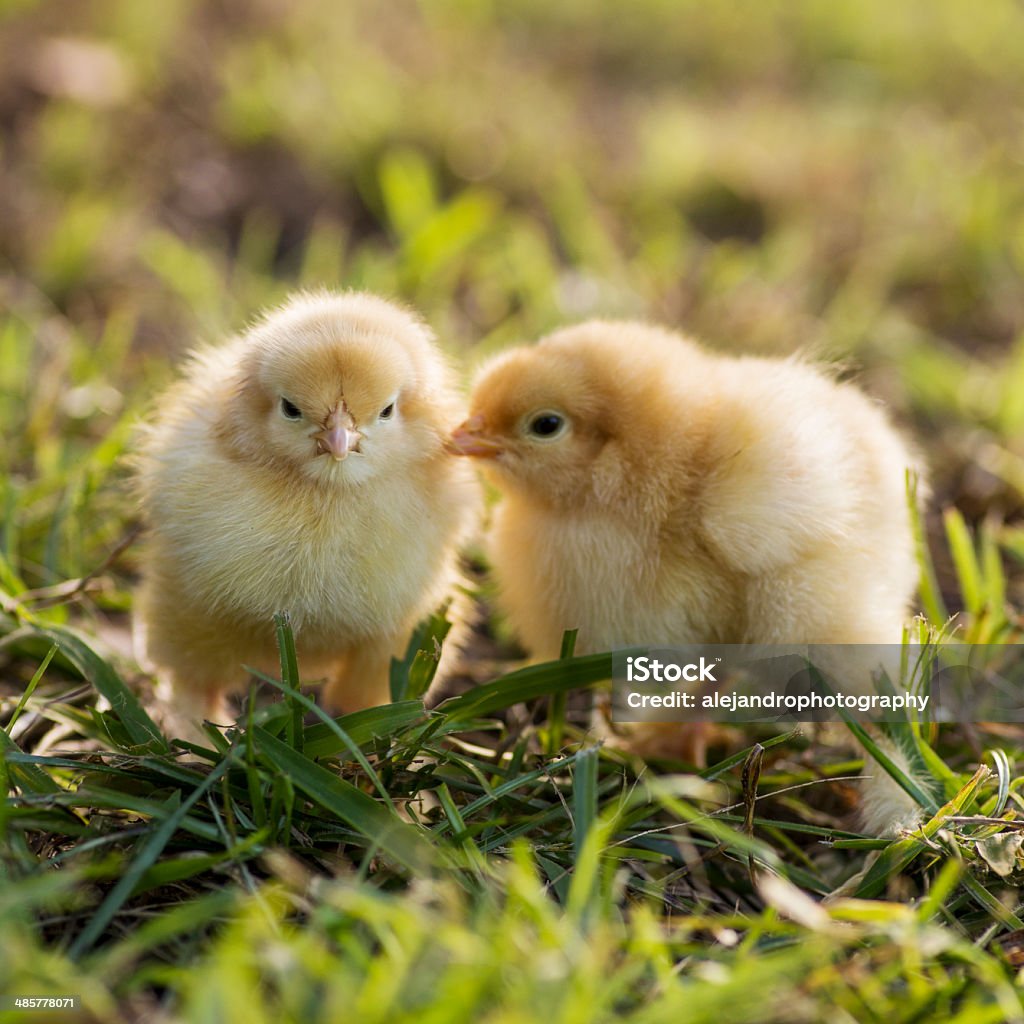 맨살 cochin 반탐닭 chicks - 로열티 프리 가축 스톡 사진
