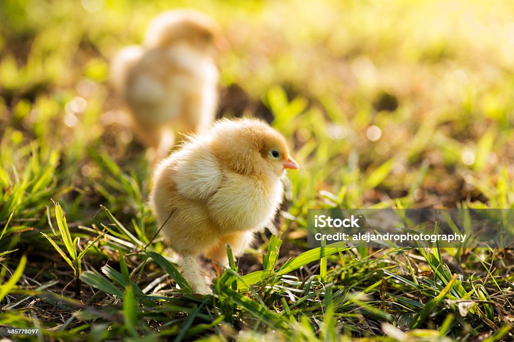 Gallina bantam chicks cochin - Foto stock royalty-free di Agricoltura