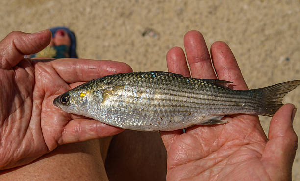 Striped or grey mullet fish in fisherman's hands