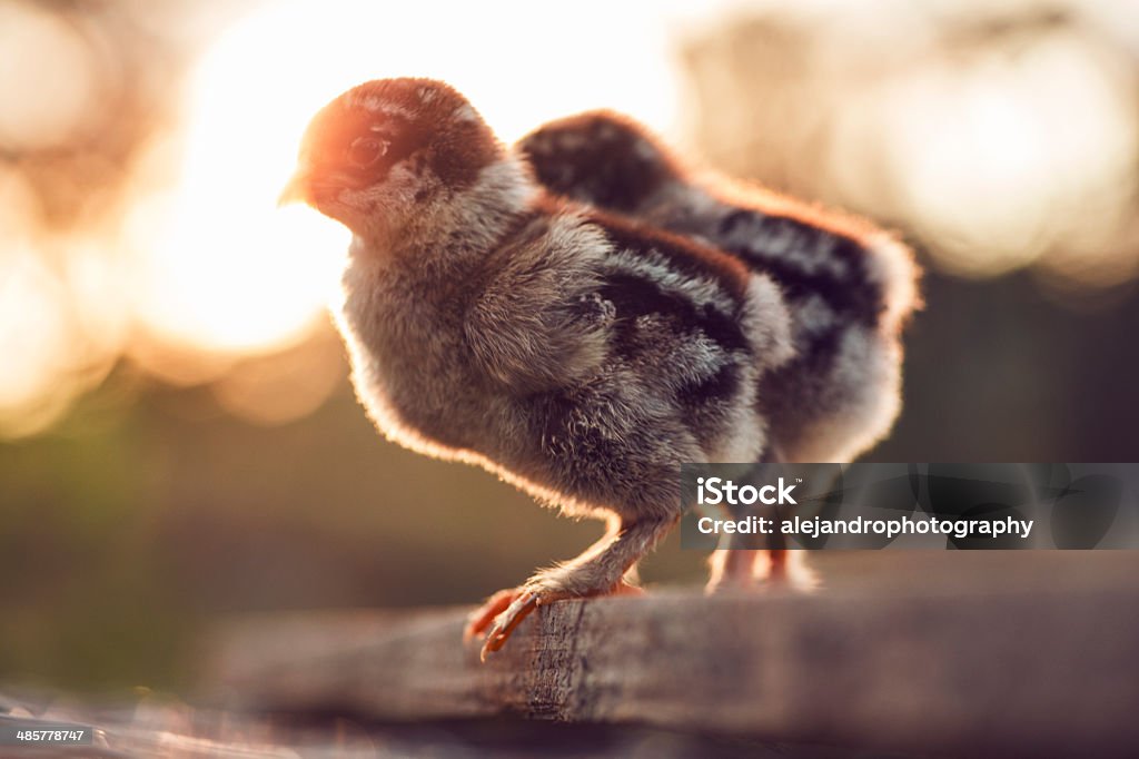 어둡습니다 브라흐마 아기 chicks - 로열티 프리 가축 스톡 사진