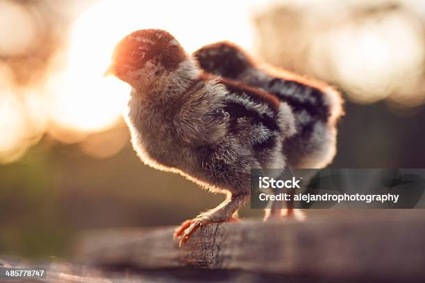 어둡습니다 브라흐마 아기 Chicks 가축에 대한 스톡 사진 및 기타 이미지 - 가축, 귀여운, 농업
