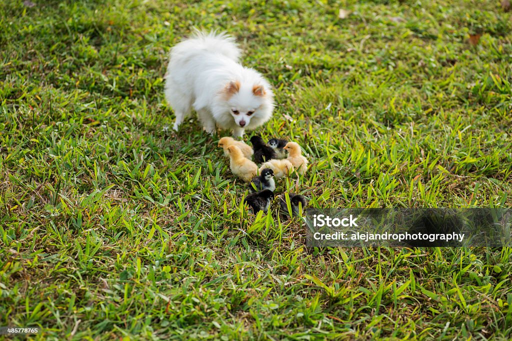 Pomeranio con bebé pollos - Foto de stock de Perro libre de derechos