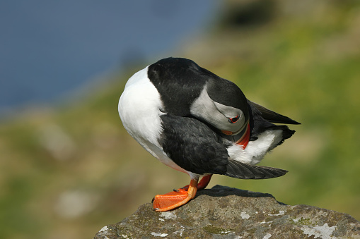 A colorful puffin stands on a rocky outcropping bends around in an amazing and humorous way to preen the feathers on its backside.