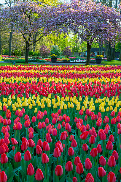 Spring Flowers in a Park Park with multi-colored spring flowers. Location is the Keukenhof garden, Netherlands. keukenhof gardens stock pictures, royalty-free photos & images