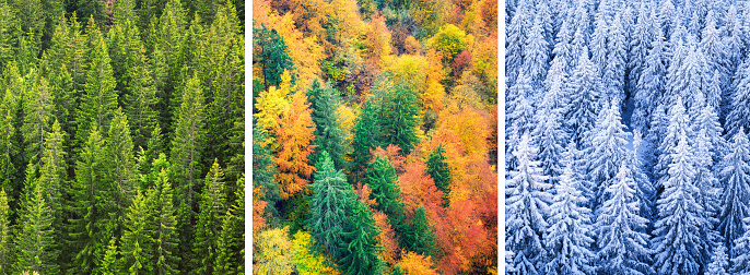 Aerial view on multi colored forest in changing season.