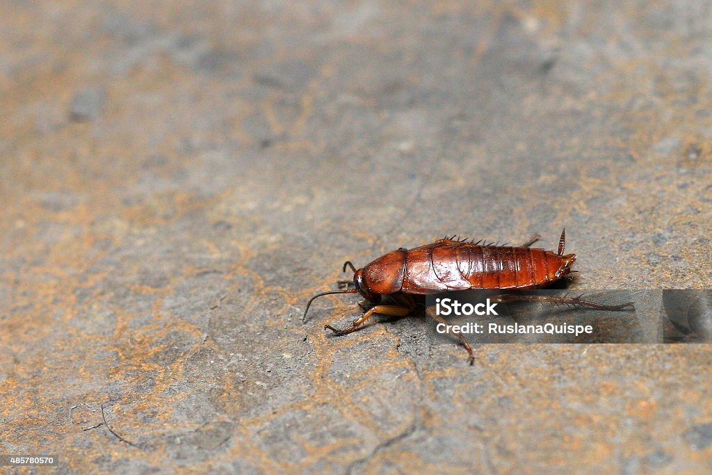 Cockroach 2015 Stock Photo