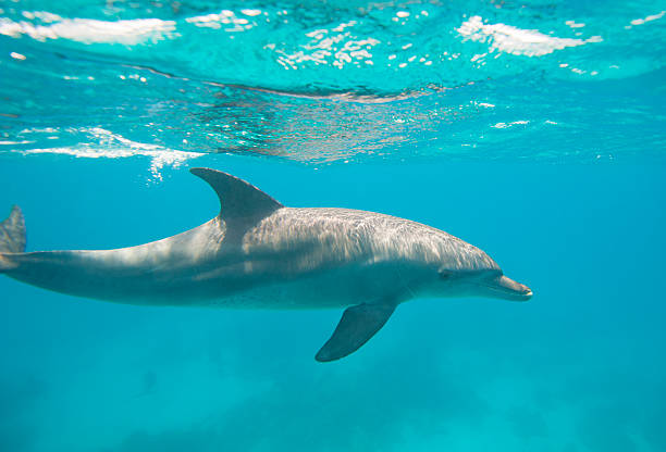 istock Bottlenose dolphin swimming in a lagoon 485780916