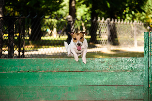 istock Funny dog with dirty tongue 485787464