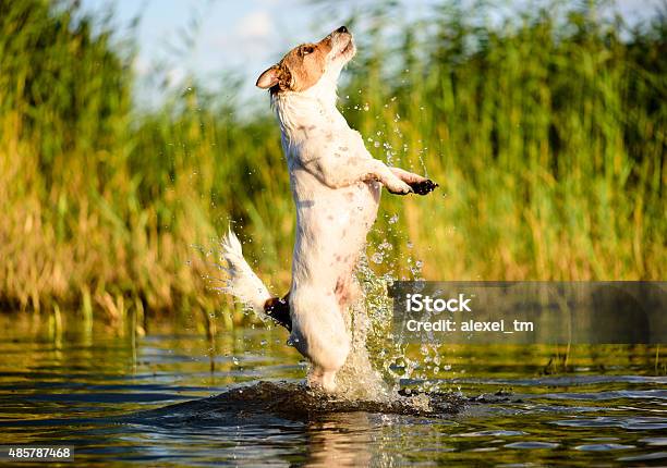Excellent Jump From Water Stock Photo - Download Image Now - 2015, Activity, Agility