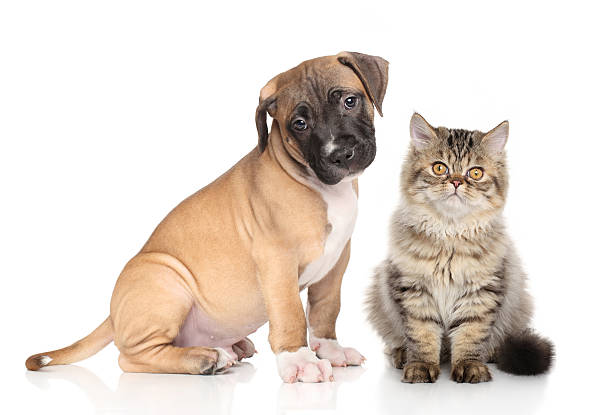 istock Puppy and kitten on white background 485788326