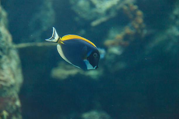Powder blue tang, Acanthurus leucosternon, is a surgeonfish found in the tropical waters of the Indian Ocean