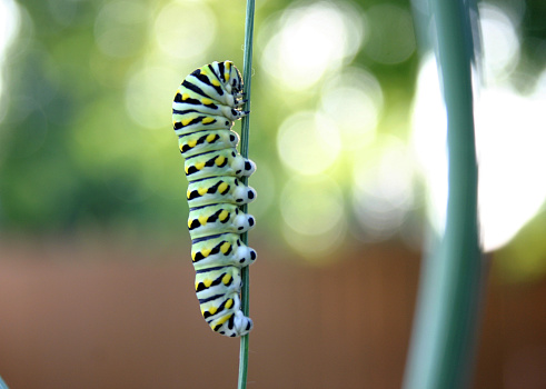 A black swallowtail caterpillar eating the remaining stalk of parsley.