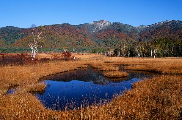 istock Autumn in Oze. 485789296