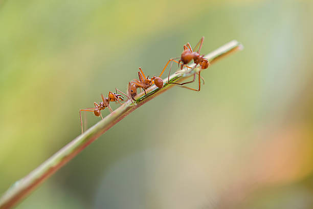 istock leaf cutting ants in costa rica 485789426
