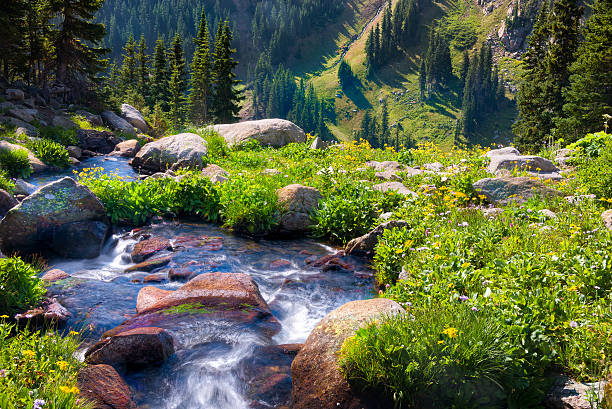 istock Boulder Creek Surrounded by Summer Wildflowers 485792330