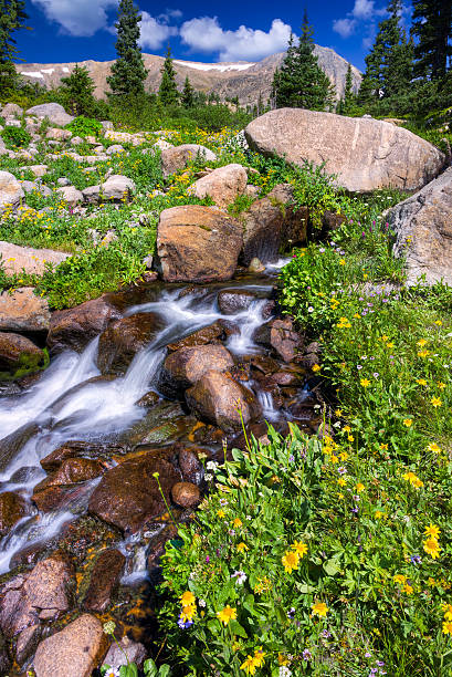 istock Boulder Creek Surrounded by Summer Wildflowers 485793272