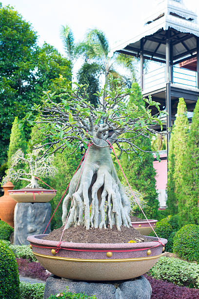 istock Adenium obesum bonsai tree style 485793274