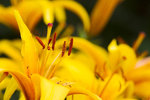 istock Yellow lily flowers. 485795756
