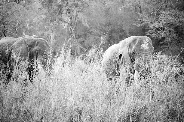 Elephants of Kruger Park