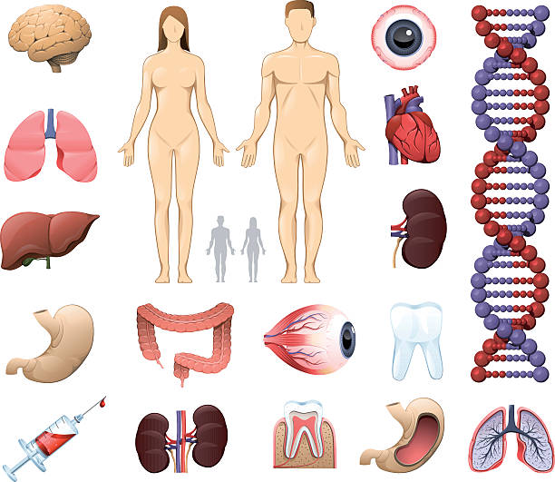 medizinische und anatomie symbole - magen grafiken stock-grafiken, -clipart, -cartoons und -symbole