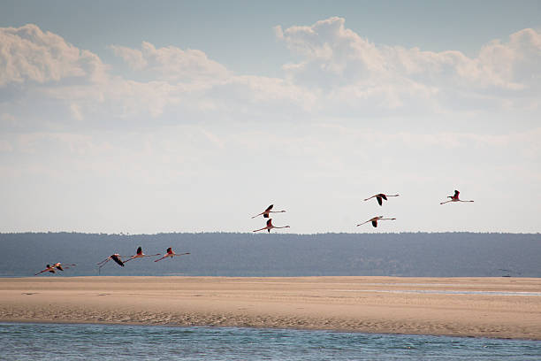 istock Flamingos at the islands near Tofo 485799010