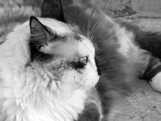 gato preto e branco - peeking analyzing staring watching imagens e fotografias de stock