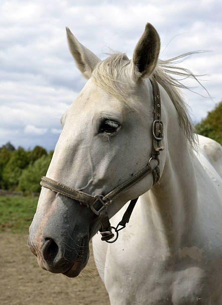 istock horses on the farm 485800786